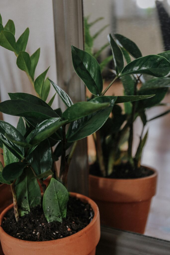 Tips Til Zz-plante - Zamioculcas Zamiifolia - Rodskud